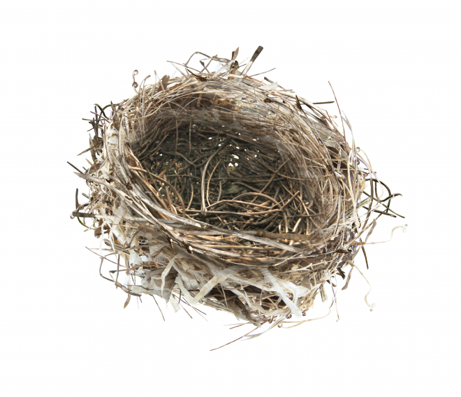 自然_鳥巢_鳥窩_巢穴_鳥蛋_nest_nest