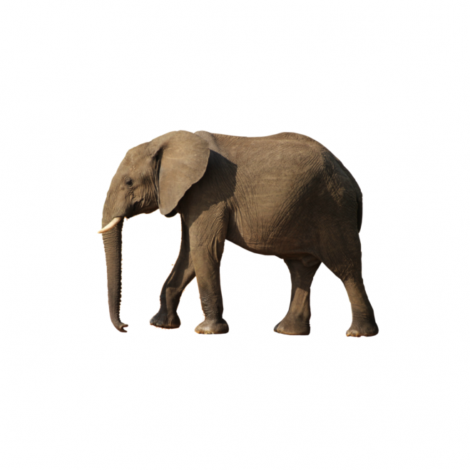 象_大象_elephants_elephants