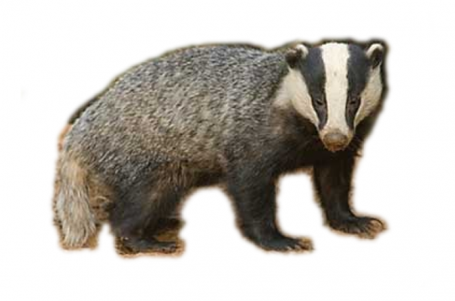 獾_badger_badger