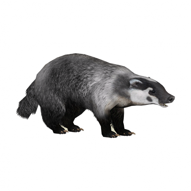 獾_badger_badger