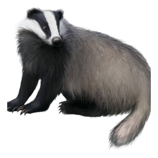 獾_badger_badger