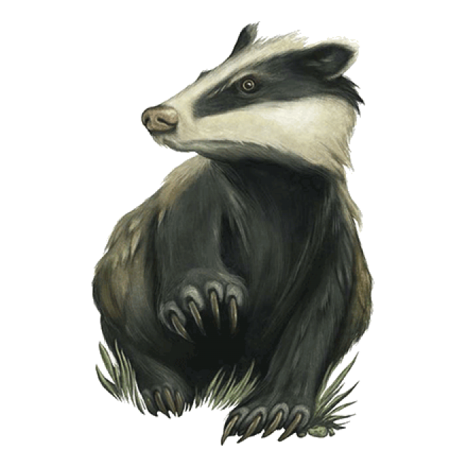 獾_badger_badger