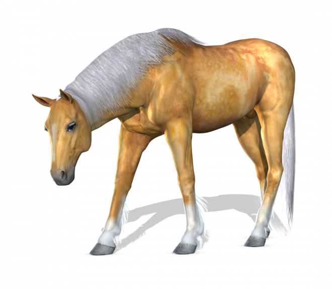 馬_白駒_駿馬_horse_horse