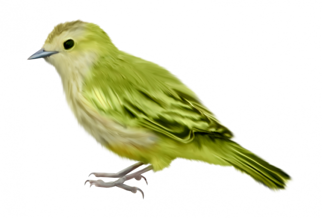 鳥_飛鳥_birds_birds