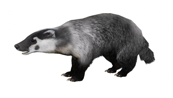 獾_badger_badger