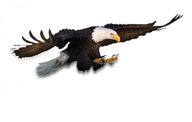 鷹_雕_eagle_eagle