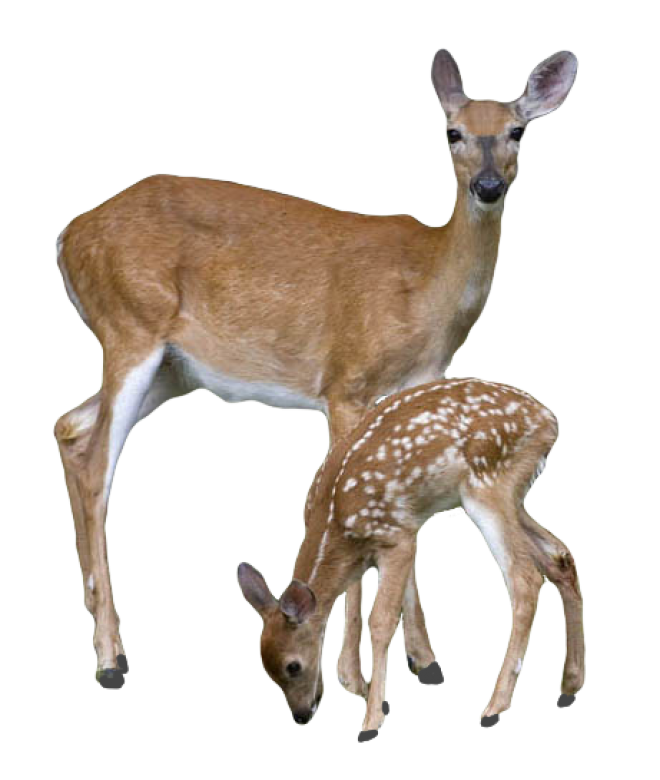 梅花鹿_鹿_deer_deer