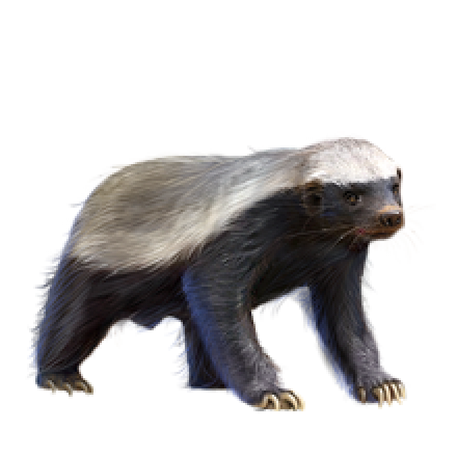 獾_badger_badger