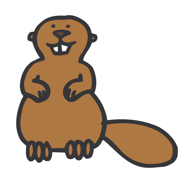 河貍_海貍_beaver_beaver