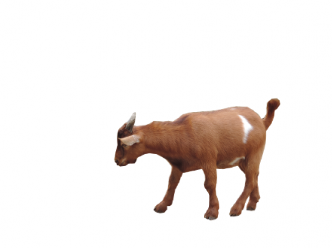 山羊_羊_goat_goat