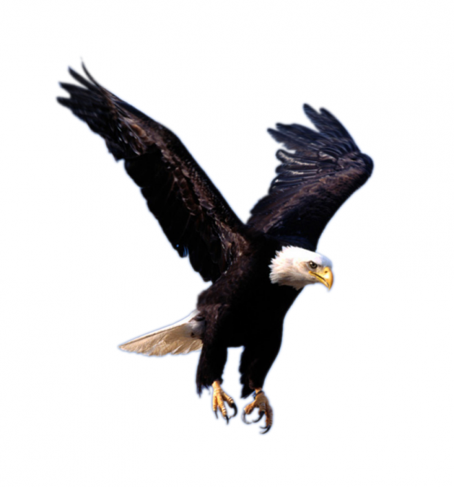 鷹_雕_eagle_eagle
