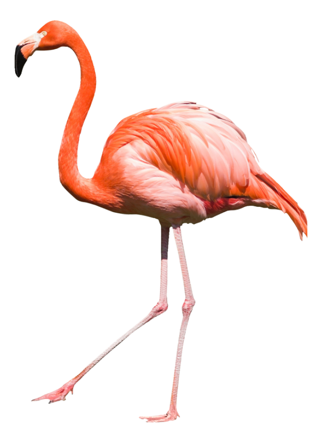 鸟_红鹤_火烈鸟_红鹳_flamingo_flamingo