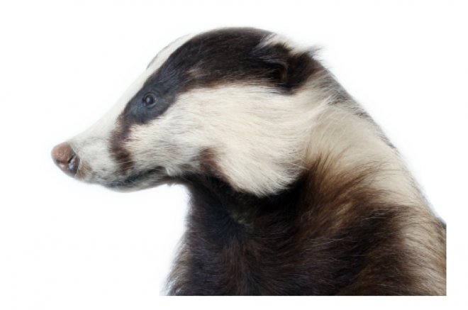 獾_badger_badger