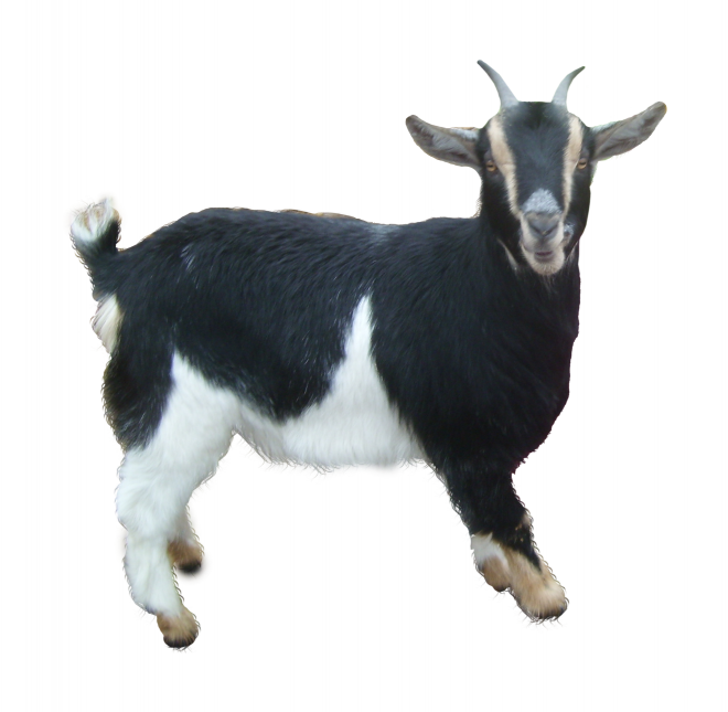 山羊_羊_goat_goat
