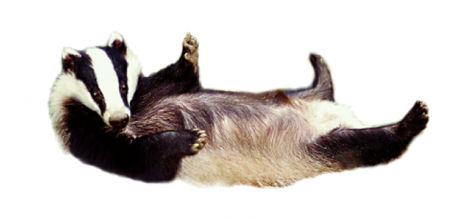 獾_badger_badger