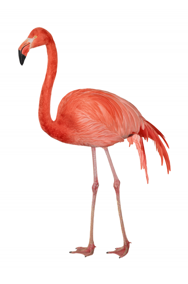 鳥_紅鶴_火烈鳥_紅鸛_flamingo_flamingo