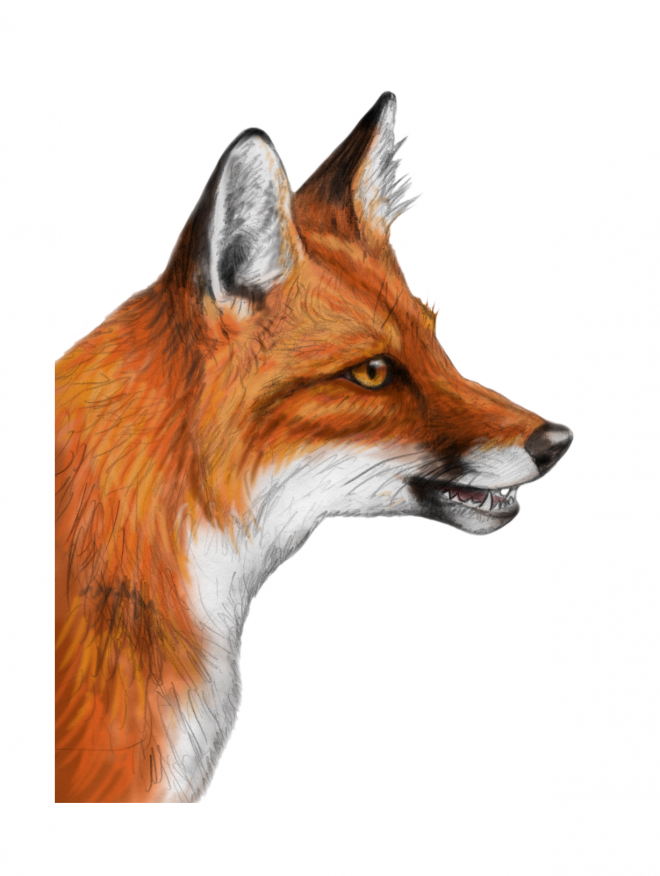狐貍_赤狐_fox_fox