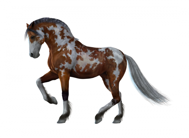 馬_白駒_駿馬_horse_horse