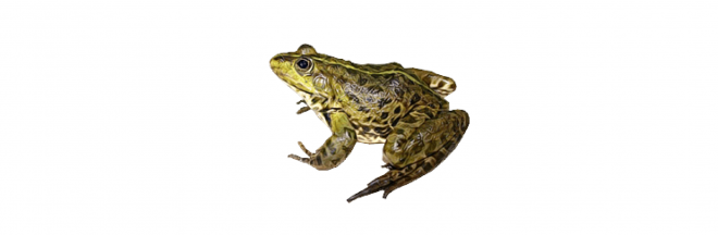 青蛙_蛙_frog_frog