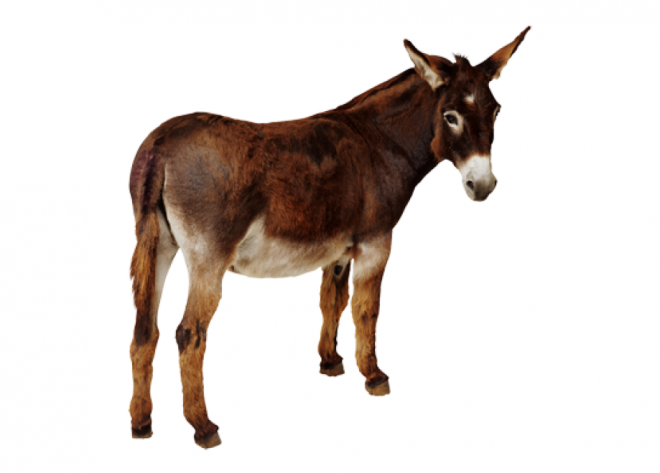 驢_毛驢_donkey_donkey