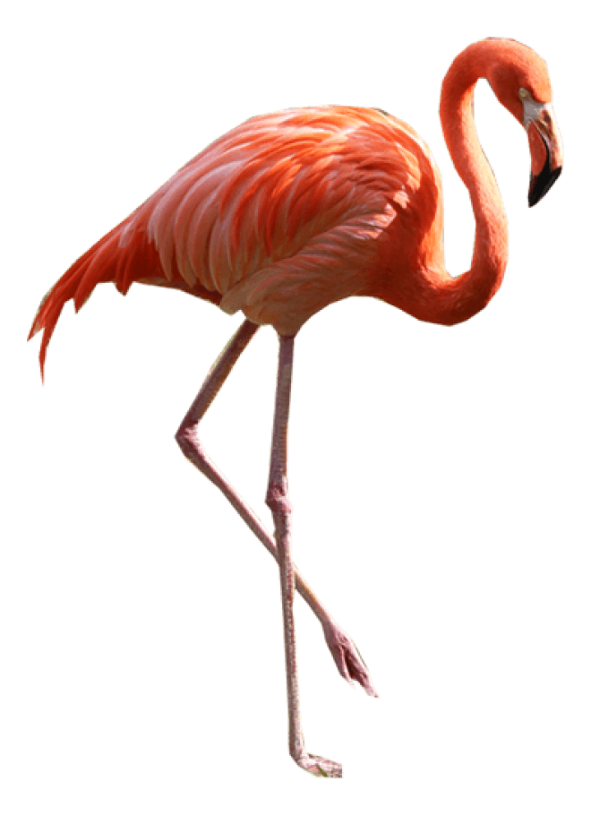 鳥_紅鶴_火烈鳥_紅鸛_flamingo_flamingo