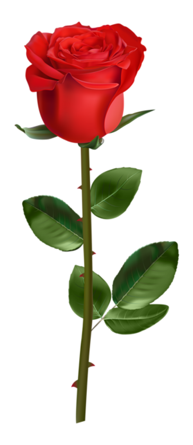玫瑰_薔薇_花朵_花_玫瑰花_rose_rose