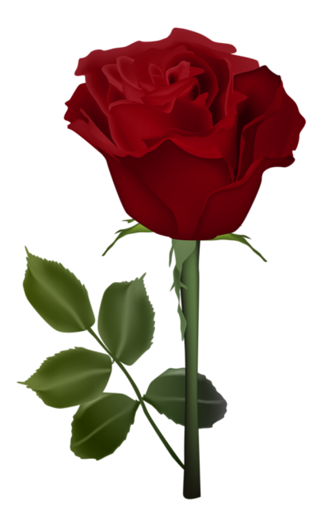 玫瑰_薔薇_花朵_花_玫瑰花_rose_rose