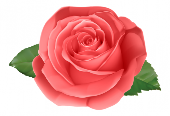玫瑰_薔薇_花朵_花_玫瑰花_rose_rose