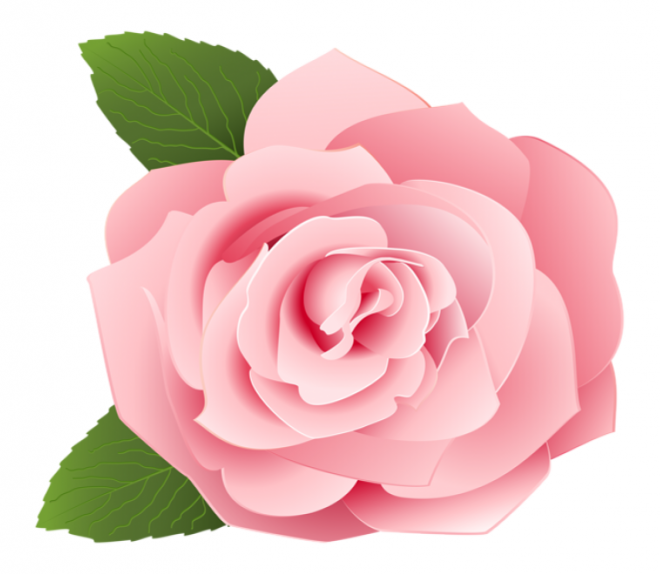 玫瑰_薔薇_花朵_花_玫瑰花_rose_rose