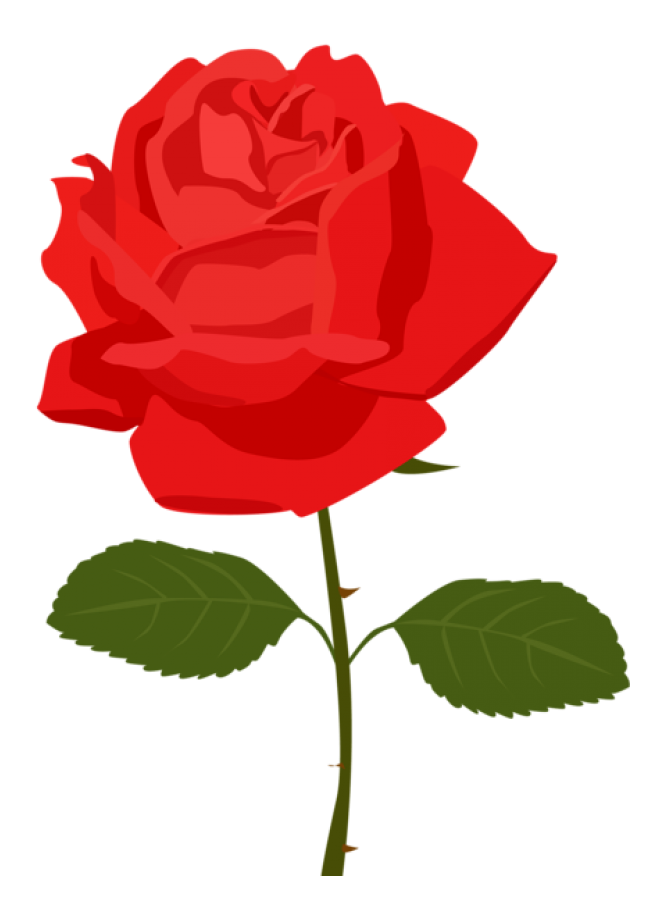 玫瑰_薔薇_花朵_花_玫瑰花_rose_rose