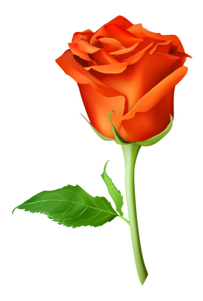 玫瑰_薔薇_花朵_花_玫瑰花_rose_rose