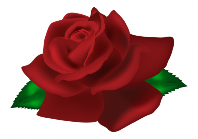 玫瑰_薔薇_花朵_花_玫瑰花_rose_rose
