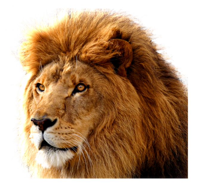 狮子_狮_lion_lion
