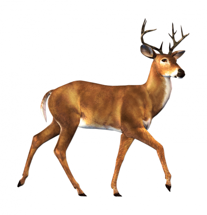麋鹿_駝鹿_罕達犴_moose_moose