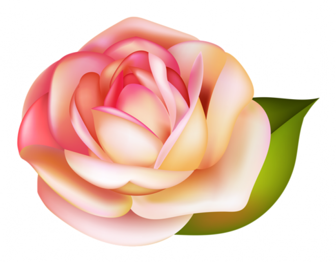 玫瑰_薔薇_花朵_花_玫瑰花_rose_rose