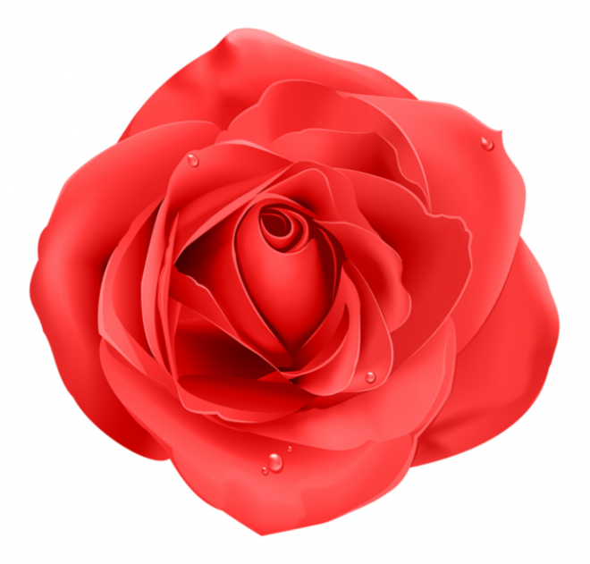 玫瑰_薔薇_花朵_花_玫瑰花_rose_rose