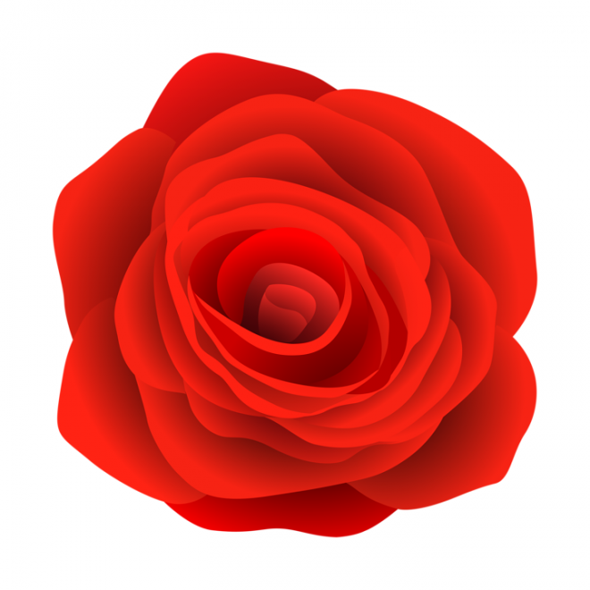 玫瑰_薔薇_花朵_花_玫瑰花_rose_rose