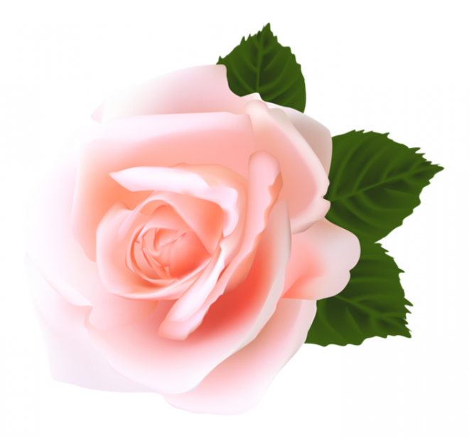 玫瑰_薔薇_花朵_花_玫瑰花_rose_rose