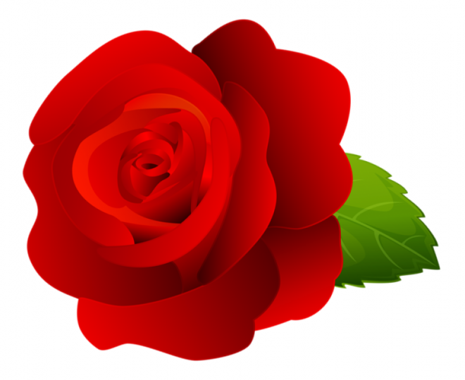 玫瑰_薔薇_花朵_花_玫瑰花_rose_rose