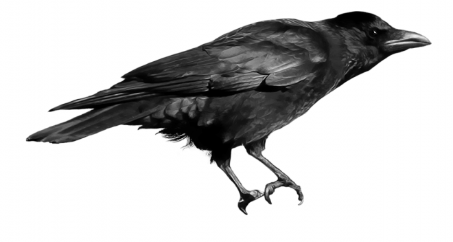 鳥_烏鴉_渡鴉_raven_raven
