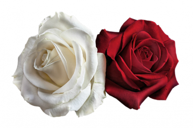 玫瑰_薔薇_花朵_花_玫瑰花_rose_rose