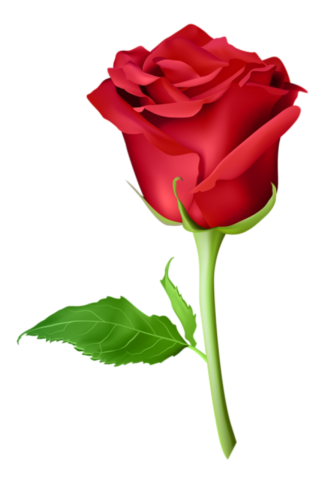 玫瑰_薔薇_花朵_花_玫瑰花_rose_rose