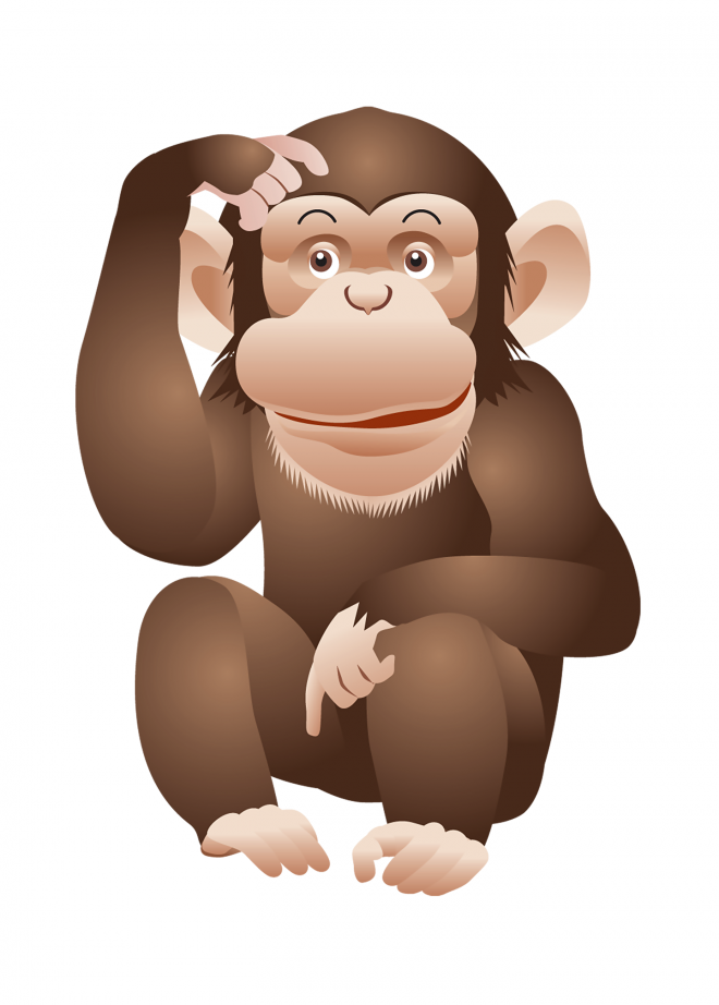 猴子_猴_monkey_monkey