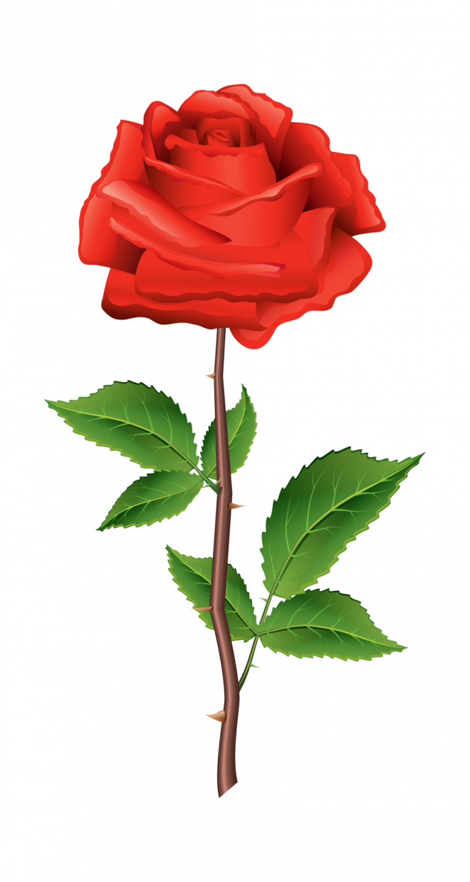 玫瑰_薔薇_花朵_花_玫瑰花_rose_rose