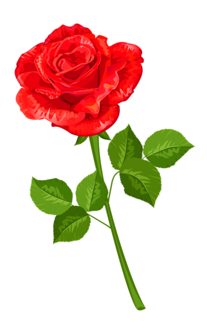 玫瑰_薔薇_花朵_花_玫瑰花_rose_rose