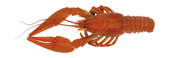 红色_龙虾_小龙虾_虾_lobster_lobster