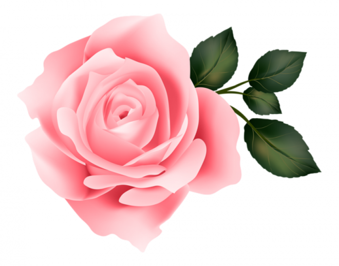 玫瑰_薔薇_花朵_花_玫瑰花_rose_rose