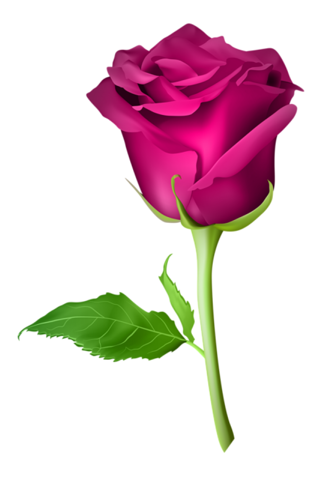 玫瑰_薔薇_花朵_花_玫瑰花_rose_rose