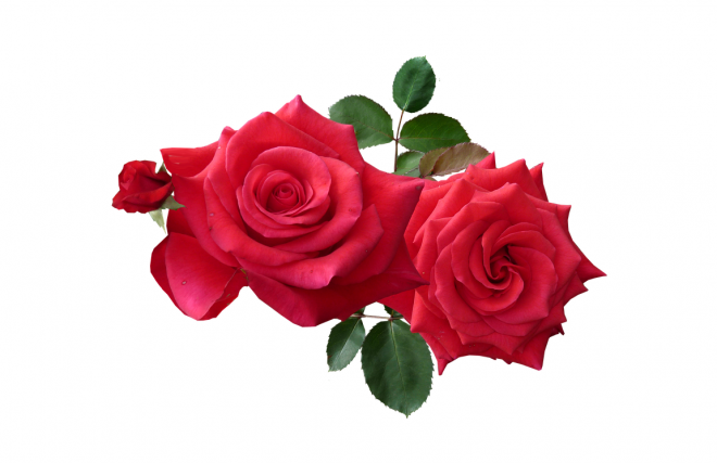 玫瑰_薔薇_花朵_花_玫瑰花_rose_rose