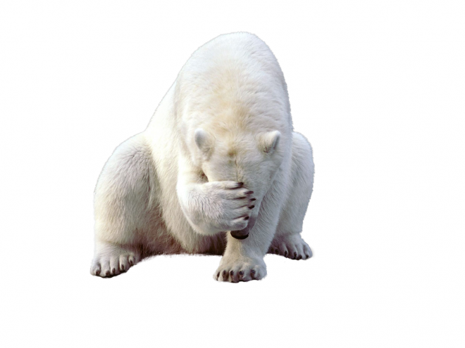熊_北极熊_polar_bear_polar_bear